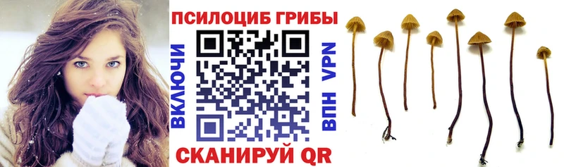 Галлюциногенные грибы Psilocybe  Гатчина 